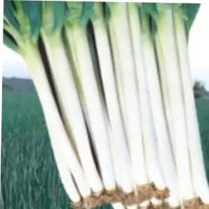 종묘사 금장외 대파 파 채소 식물 씨 품종 종자 씨앗 400g