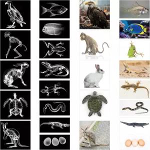 세이팩 13개 동물 X-레이 세트 플래시 카드 교육용 과학 키트 포함