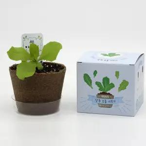 뿌리관찰 야채 채소 키우기 패키지