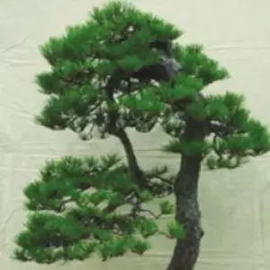 정품 적송 소나무 분재 나무 종자 품종 씨 씨앗 50립