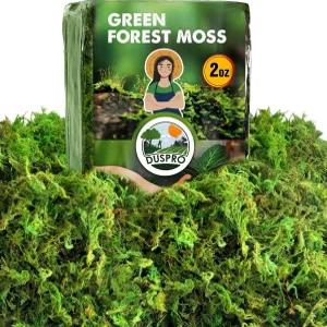 [업그레이드] 공예용 듀스프로 그린 이끼 리얼 포레스트 화분 테이블 센터피스용 장식용 웨딩 크리스마스