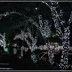 [2개구성] 주트리 크리스마스 10M 투명선 전구 트리 l 트리조명 데코용품 LED 100구 연결형 LWB67C1F