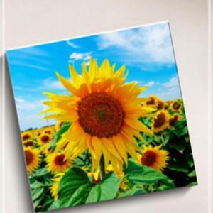[2개구성] 인테리어 액자 해바라기 그림 사진 KWE5EB4A
