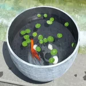 연꽃화분 정원 원형 어항 플라스틱 마당 식물 대형