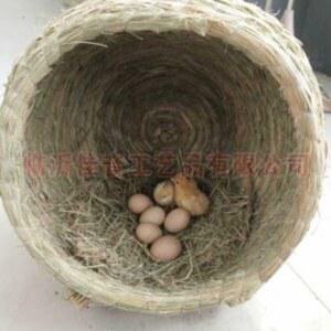 닭둥지 닭 산란장 양계장 집 새 알집 하우스