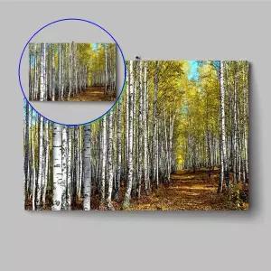 쌍문상회 해바라기액자 북유럽 자작나무 숲 아크릴 돈들어오는 그림