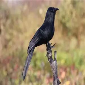 까마귀모형 가짜 소품 인형 코스튬 장식