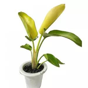 희귀 잎식물 식테크 화초 골드여인초 80cm 분갈이