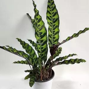 실내 인테리어식물 칼라데아 인시그니스 55cm 분갈이