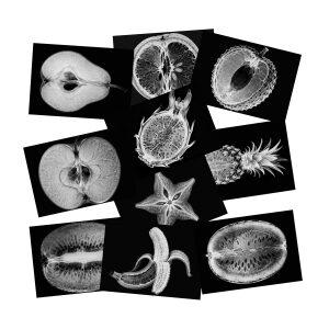 채소 과일 및 식물 엑스레이 10개 세트 시뮬레이션 표본 유치원용 과학 실험 자료 라이트 테이블 몬테소리