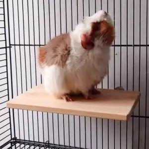 앵무새 장난감 버드 케이지 우드스탠드