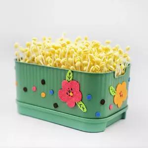 식물성장관찰 자연학습 교실체험활동 사각시루 콩나물키우기키트 센터교재