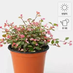 핑크 트리안 소형 핑크 브리즈 인테리어 실내공기정화 반려식물