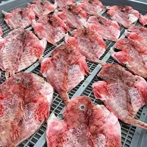 [셀러허브 식품]자연산 통영 삼뱅이 300g 2-4미 반건조 삼뱅이 붉은생선 빨간 우럭 매운탕 생선 구이 용