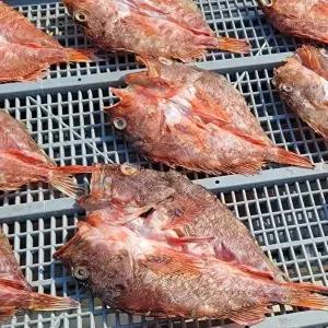 [셀러허브 식품]자연산 통영 쏨뱅이 300g 2-4미 반건조 쏨뱅이 붉은생선 빨간 우럭 매운탕 생선 구이 용