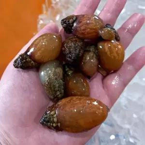 [셀러허브 식품]자연산 통영 미더덕 1kg 생 미더덕 회 생물 미더덕 해물찜 재료 참미더덕 활 미더덕 된장