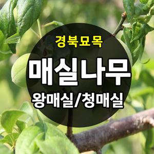 [경북묘목]매실나무묘목/왕매실.청매실,홍매,접목 1-2년생