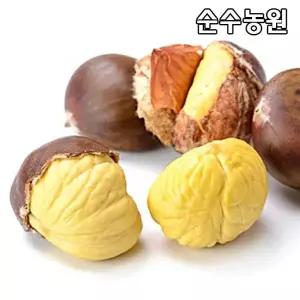 밤나무 묘목, 왕유밤(포르단) 접목1년 뿌리묘 3개/유실수 과실수 묘목