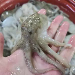 서해 활쭈꾸미1kg 빙장포장 알배기 봄제철