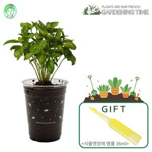 [식물영양제선물]컵가든 스위트바질 / 새싹기르기 화분재배 바질키우기