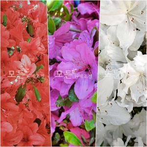 3색 철쭉묘목 15주묶음 (영산홍,자산홍,백철) 꽃나무 봄꽃 혼합