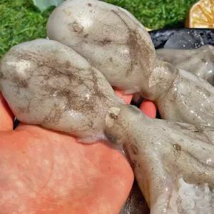 서해안 탱탱 활 알배기 쭈꾸미 1kg (5-10미내외) 2kg 생물주꾸미