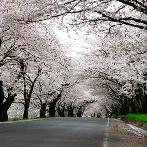 [경남] 하동 쌍계사 십리벚꽃길/화개장터/최참판댁 당일