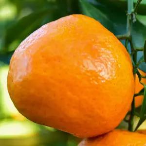 [충북농원] 레드향 귤나무 묘목 - 포트묘