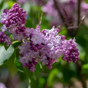 [충북농원] 라일락 (수수꽃다리) 나무 묘목 - 분묘