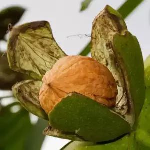 [충북농원] 185 왜성호두 호두나무 묘목 - 1~2년생/접목묘/실생묘