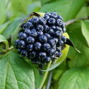 [충북농원] 토종오가피 오가피나무 묘목 - 1~3년생 실생묘