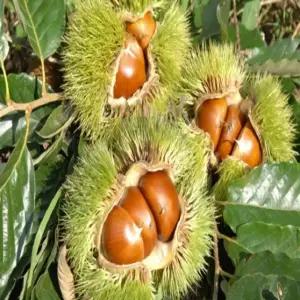 밤나무 묘목 옥천 옥광 왕밤나무묘목 특묘 나무묘목 YS