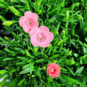 에덴플랜트 핑크 키세스 카네이션 향카네이션 향기패랭이 어버이날 스승의날 야생화