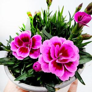 에덴플랜트 진분홍 키세스 투톤핑크 카네이션 향카네이션 향기패랭이 어버이날 스승의날 야생화