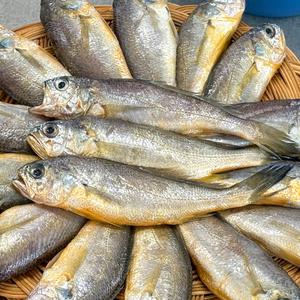 농가살리기 제주산 한입 참조기 2kg (50미 내외)