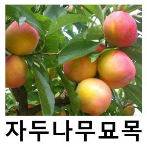 자두나무 묘목 후무사 접목1년 3주묶음