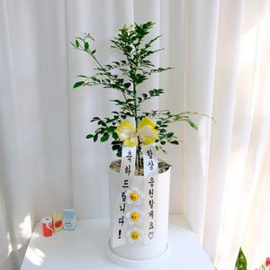 향기가 솔솔 오렌지자스민 중대형 그리고 + 3개의 스마일꽃 꽃밭가득 20*30cm - 개업 축하 화분 집들이 공기정화식물