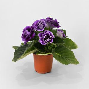 글록시니아 소형 야생화 인테리어 공기정화 반려식물 꽃모종