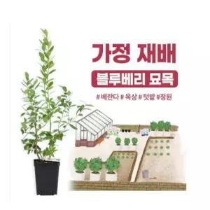 깨비농장 신품종 특대 블루베리 묘목 2~3년생 / 블루베리 나무