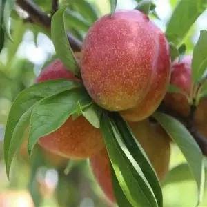 추희 포모사 후무사 로얄대석 대왕자두나무묘목