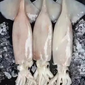 바른농수산 급냉 통손질 오징어 2미(400g) 원양산