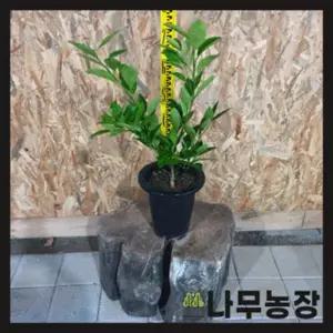 귤나무묘목 결실주 유자 레몬 유주 화분 키우기