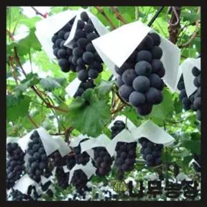 포도나무묘목 샤인머스캣 켐벨 거봉 머루 삽목묘 뿌리묘