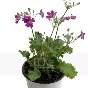 마라고이데스 층층 삼단 앵초 키우기 프리뮬러 봄 꽃 모종 야생화 화분