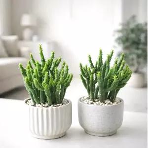 [아트플라워] 연필선인장 키우기 쉬운 다육이 청산호 실내공기정화 실내인테리어 데스크테리어