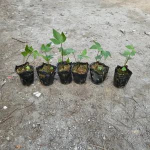 당귀 모종 (6개1세트) 2026 새상품