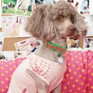 [반려] 반려동물 팬던트 (20개세트) 강아지인식표목줄 반려견인식표