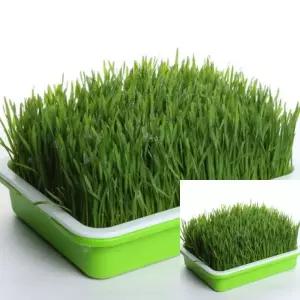 새싹보리 보리싹 수경 재배 키트 야채재배기 새싹채소재배기