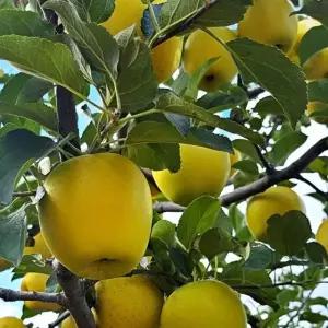 시나노골드 가정용 / 특대과 2kg 5~7과 내외 귤 감귤 황금향 대과 중과