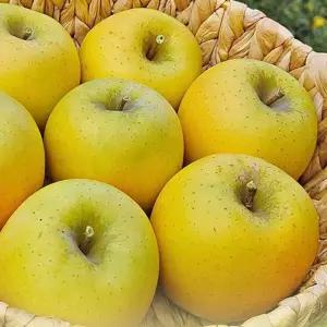 시나노골드 가정용 / 소과 4kg 26~30과 내외 귤 감귤 황금향 대과 중과